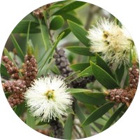 Niauli - Melaleuca Quinquenervia
