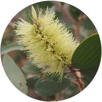 Niauli - Melaleuca Quinquenervia
