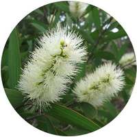 Niauli - Melaleuca Quinquenervia