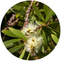 Niauli - Nerolina - Melaleuca Quinquenervia