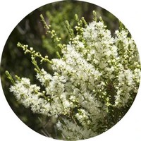 Rosalina: Melaleuca Ericifolia