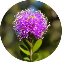 Melaleuca Teretifolia - Honey Myrtle
