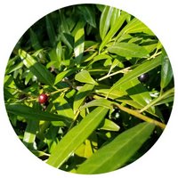 Endlicheria Metallica