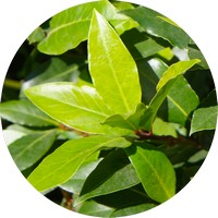 Endlicheria Metallica