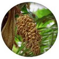 Astrocaryum Murumuru