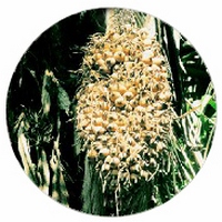 Astrocaryum Murumuru