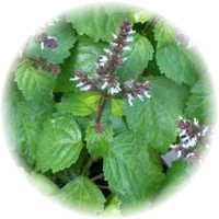 Pogostemon Patchouli