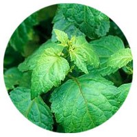 Pogostemon Patchouli