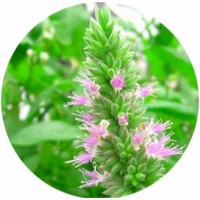 Pogostemon Patchouli