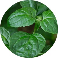 Pogostemon Patchouli