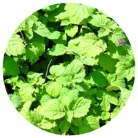 Pogostemon Patchouli