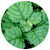 Pogostemon Patchouli