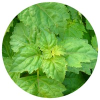 Patchouli: Pogostemon Patchouli