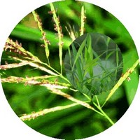 Palmarosa - Cymbopogon Martinii