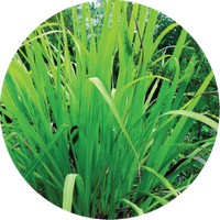 Palmarosa - Cymbopogon Martinii