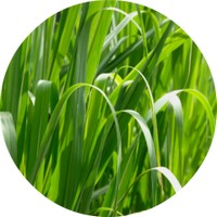 Palmarosa - Cymbopogon Martinii