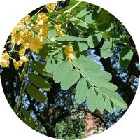 Rosewood - Aniba Rosaeodora