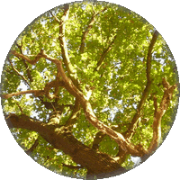 Rosewood - Aniba Rosaeodora