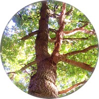 Rosewood - Aniba Rosaeodora