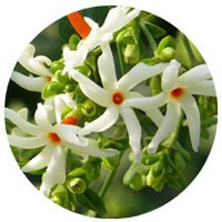 Nyctanthes Arbor-Tristis - Parijata