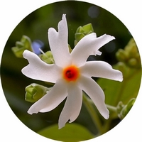 Parijata - Nyctanthes Arbor-Tristis