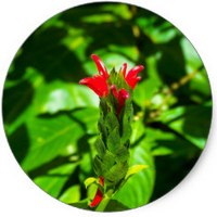 Zingiber Cassumunar - Plai