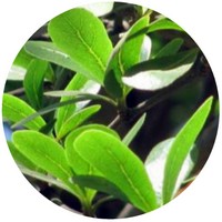 Cinnamomun Camphora - Ravintsara