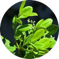 Cinnamomun Camphora - Ravintsara