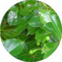 Cinnamomun Camphora - Ravintsara