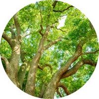 Camphre - Ravintsara