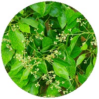 Camphre - Ravintsara