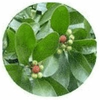 Cinnamosma Fragrans: Mandravasarotra