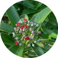 Cinnamosma Fragrans: Mandravasarotra