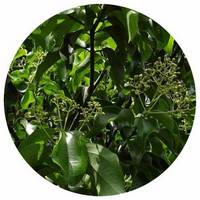 Sugandha Kokila - Cinnamomum Glaucescens