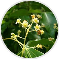 Sugandha Kokila - Cinnamomum Glaucescens