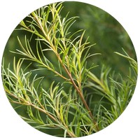 Tea Tree