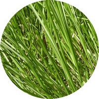 Vetiver