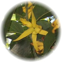 Ylang Ylang: Cananga Odorata