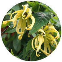 Cananga Odorata - Ylang Ylang