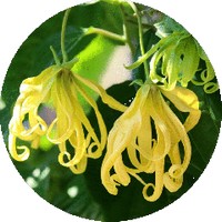 Cananga Odorata - Ylang Ylang