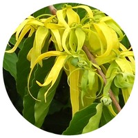 Cananga Odorata - Ylang Ylang