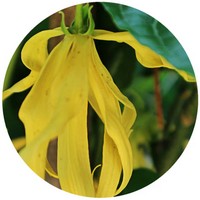 Ylang Ylang: Cananga Odorata