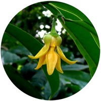 Ylang Ylang: Cananga Odorata