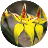 Caladenia Flava - Cowslip orchid