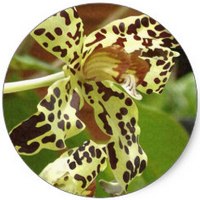 Leopard Orchid - Ansellia Africana