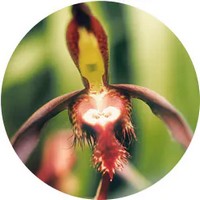 Catasetum Orchid