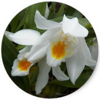 Coelogyne Orchid