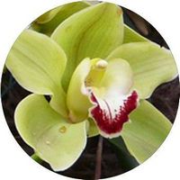 Orchid Cymbidium