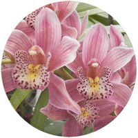 Orchid Cymbidium