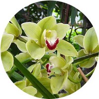 Orchid Cymbidium